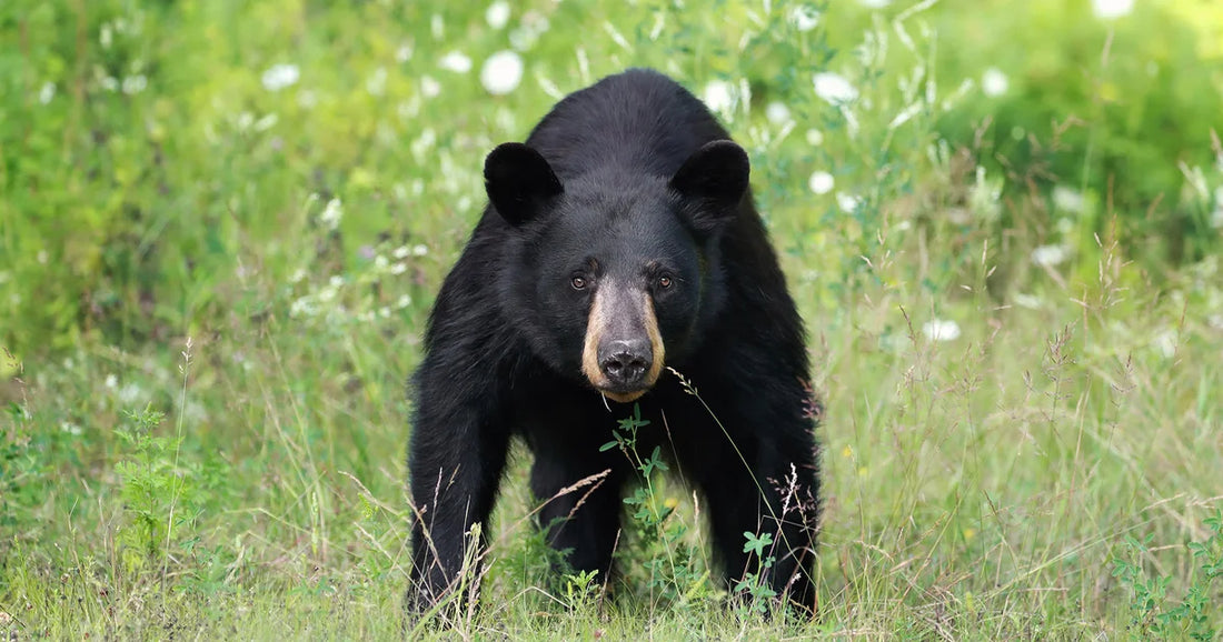 Vermont Woman Bitten in Rare Bear Attack While Walking Dogs
