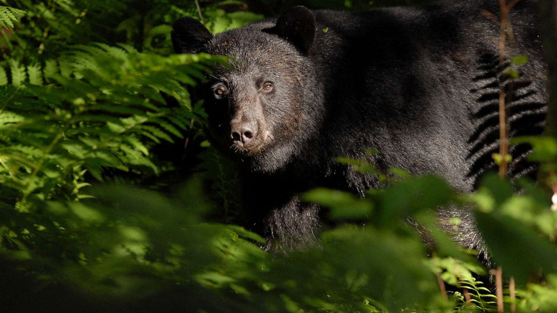Vermont Woman Saved From Bear Attack by Her Dog