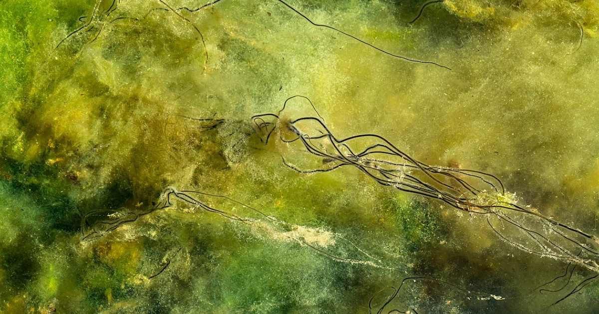 Ancient Algae Revived: 7,000-Year-Old Cells Defy Limits – Enlightnr