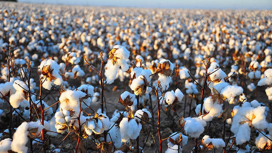 Laser Robot Automates Cotton Topping